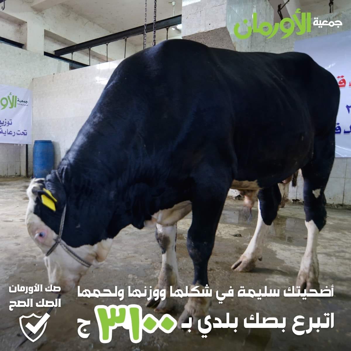 الخبر