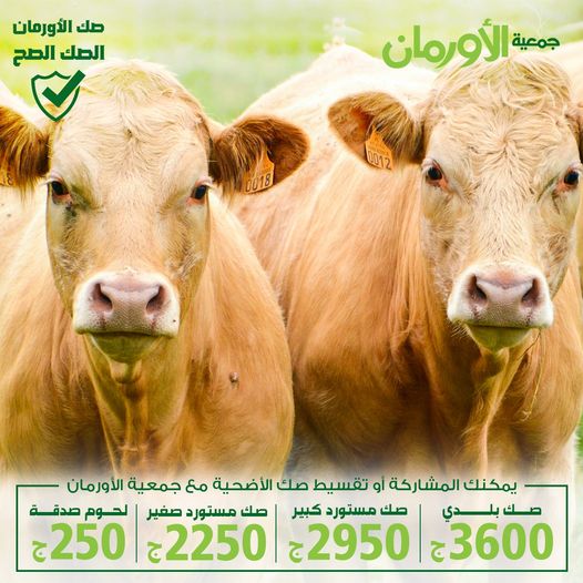 الخبر