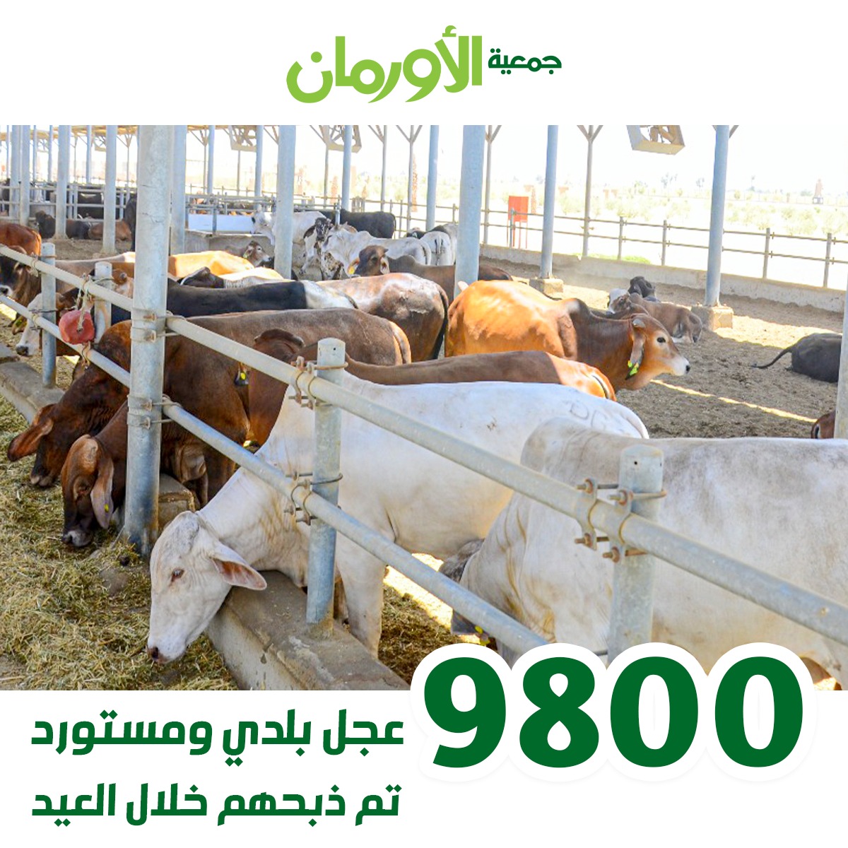الخبر